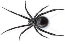 what-should-you-know-about-spider-extermination-in-midland,-tx?