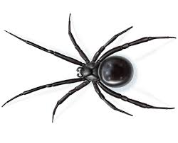 what-should-you-know-about-spider-extermination-in-midland,-tx?